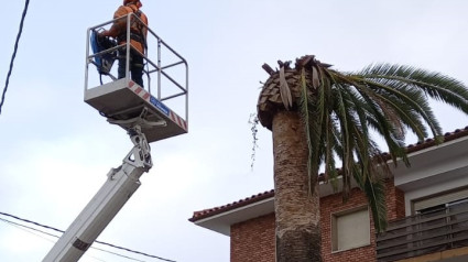 Palmera que fue talada en Camargo.