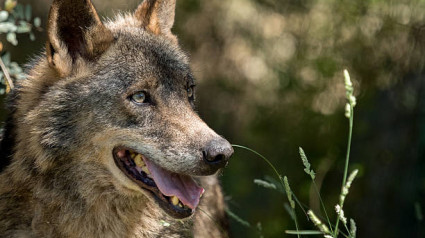 El experto Isidro Borrego alerta sobre los daños del lobo en el medio rural