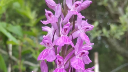 Orquídea especial que encontramos en algunas zonas de Galicia