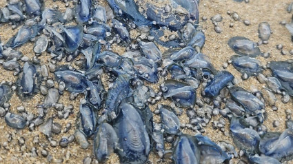 Estas medusas han aparecido en la costa castellonense