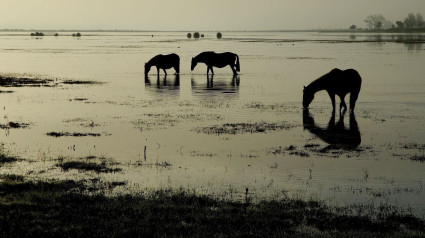 (Foto de ARCHIVO)Caballos en la marisma de Doñana. Parque Nacional. HumedalJORGE SIERRA/WWF01/12/2016