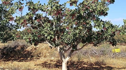 El cultivo del pistachero en La Rioja