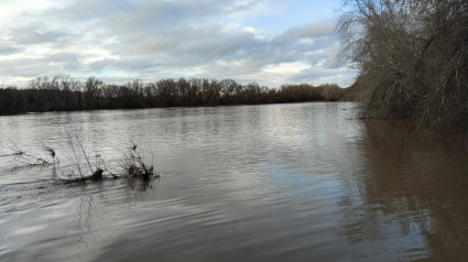 Bajo el agua se encuentran unas 10 hectáreas sembradas de trigo en el término de Guadalajara