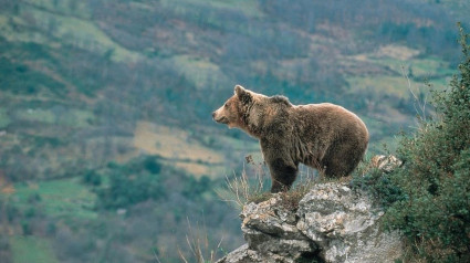 Oso en el Pirineo