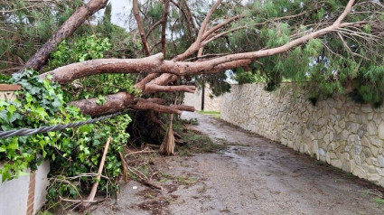 Destrozos que ha dejado el tornado a su paso por Conil (Cádiz)