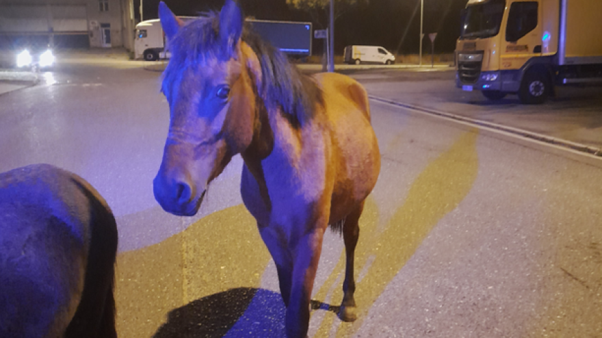Los caballos fueron retenidos por la Policía Local hasta la llegada de su dueño