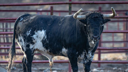 Toro de El Torero para Jaen