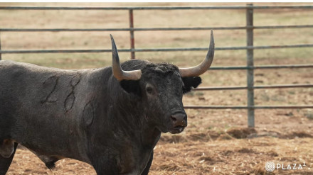 Uno de los toros de Victorino Martín reseñados para Las Ventas