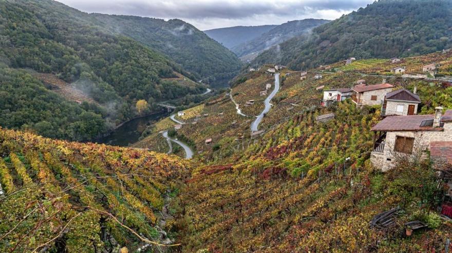 Los viñedos en la Ribeira Sacra están dispuestos en bancales