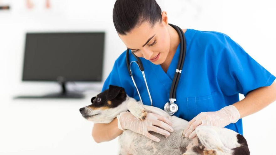 La piel de nuestras mascotas es importantísima y Rafa Esteban nos habla sobre ella