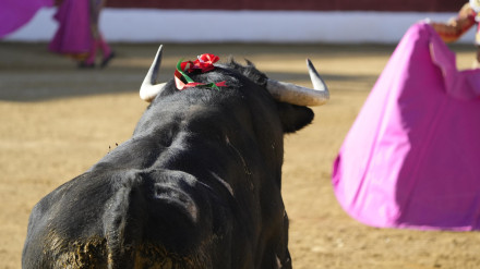 En marcha el Circuito de Novilladas de Castilla y León 2025