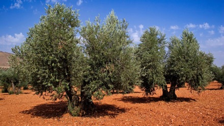 Olivar en la provincia de Jaén Andalucía España campo de olivos en la provincia de Jaén Andalucía España