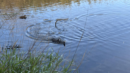 La Charcha de Suárez celebra 10 años de trabajo con la Focha Moruna