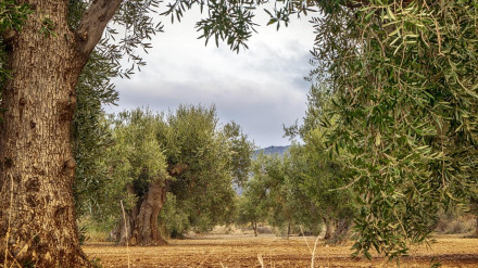 Agricultura 4.0: La realidad aumentada y la robótica llegan al olivar