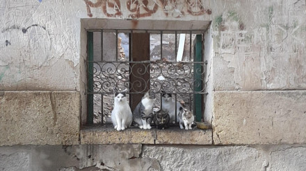 Gatos en la ventana de una casa en ruinas de Lorca