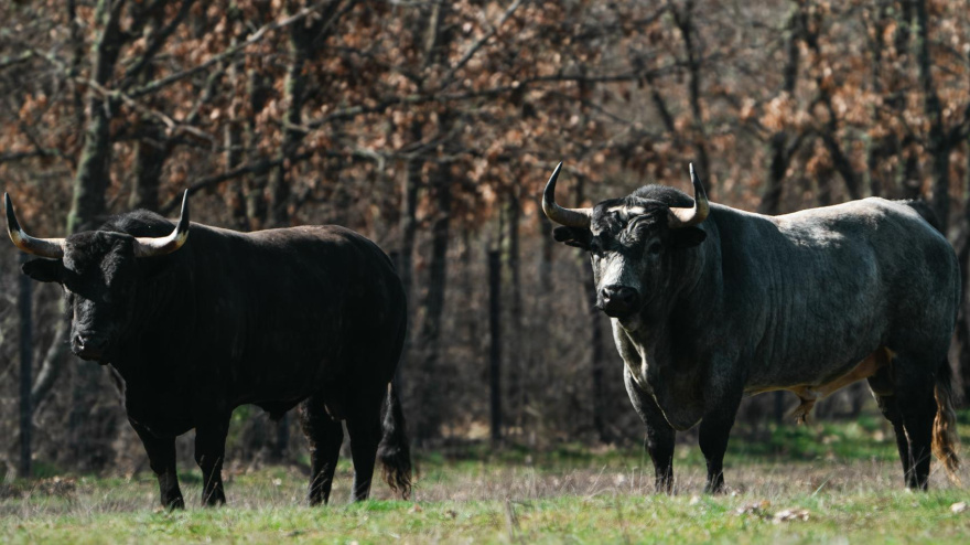 Los toros de Valdellán para el Domingo de Ramos en Las Ventas