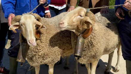 ‘Blanco y Pajarito’