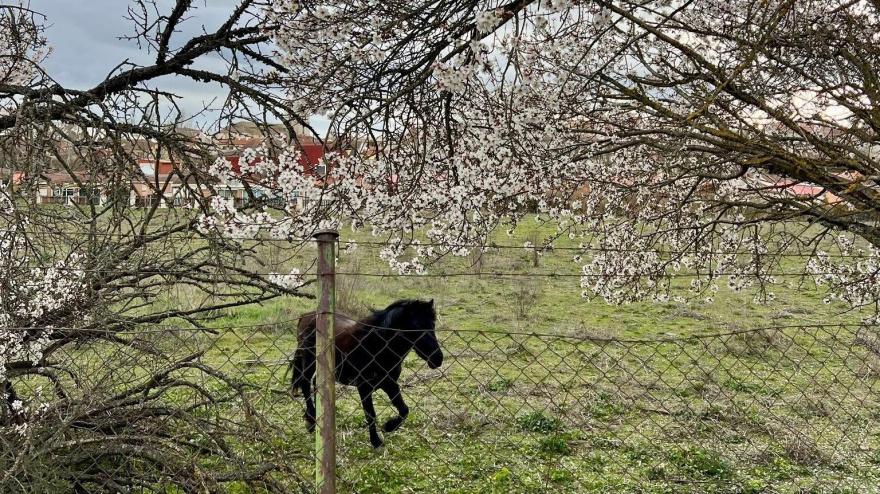 Floración en Valladolid