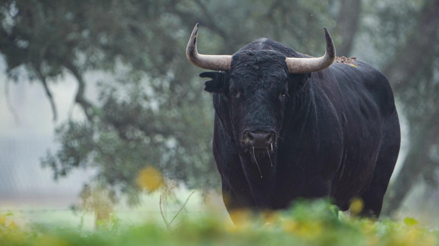 Los toros de Palha para el Domingo de Resurrección en Las Ventas