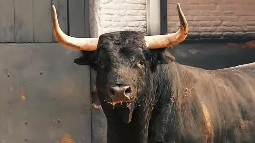 Desembarque de los toros de Palha en Las Ventas