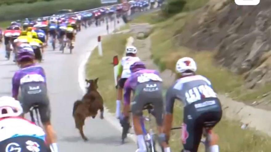 Una cabra se cruza en el pelotón en mitad de la etapa del Giro de Italia