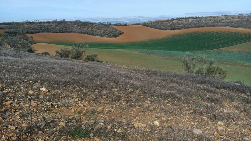 Una gran plaga de conejos devasta numerosos cultivos en Guadalajara