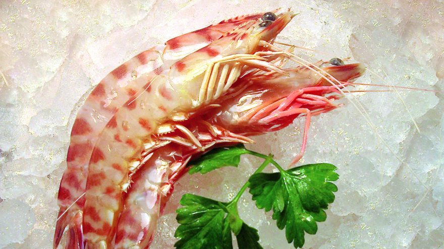 Langostino de Vinaròs