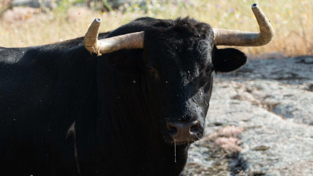 Toro de Aurelio Hernando para Navas del Rey