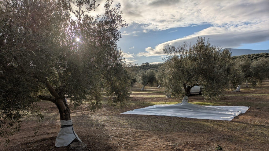 Una innovadora malla antihierba mejora la humedad y el rendimiento del olivar