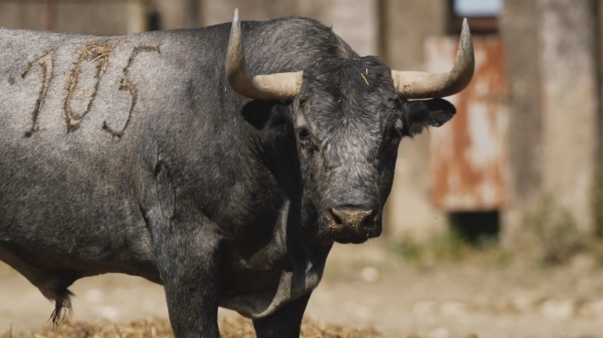 Los toros de Victorino Martín para la Feria de Hogueras de Alicante