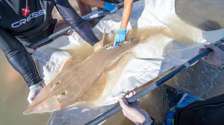 Manejo de un pez guitarra gigante en Cádiz