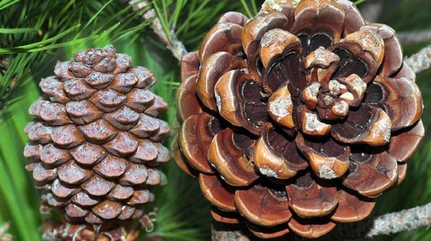 Pino-piñonero1-e1572791491670 (1)