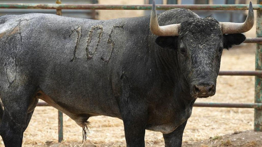 Uno de los toros de Victorino Martín para la encerrona de Manuel Escribano en Alicante