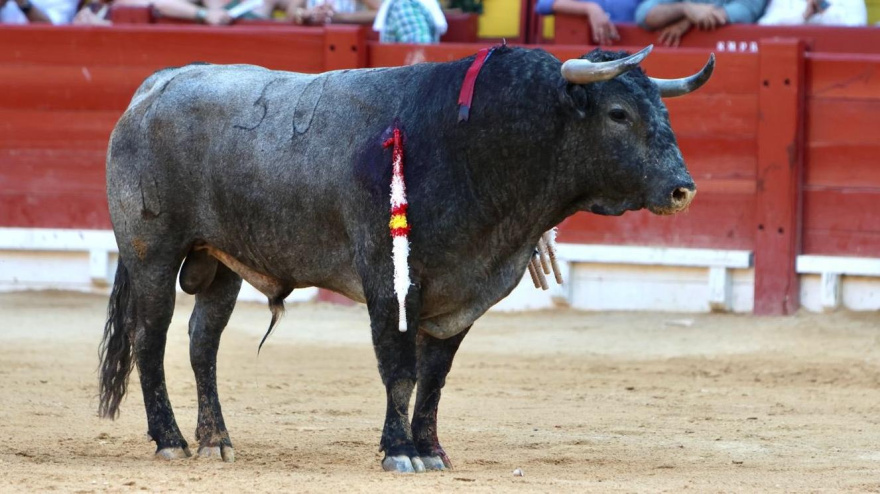 'Bohemio', el toro de Victorino Martín indultado en Alicante