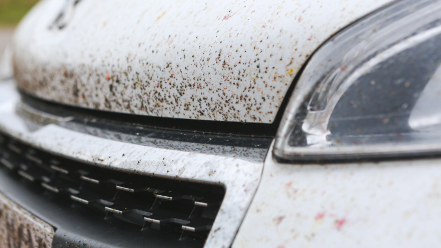 Multitud de insectos pegados en los faros y la parte frontal de un vehículo