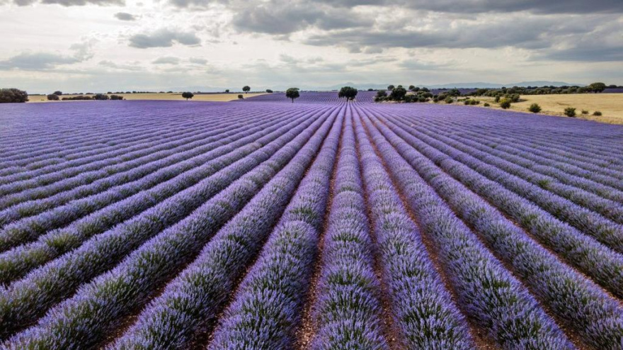 Campos de lavanda de Almadrones