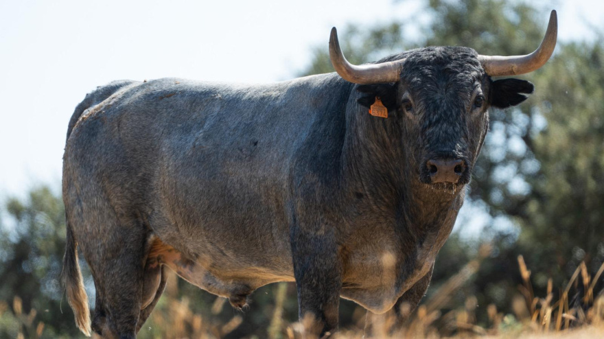 Toro de Adolfo Martín
