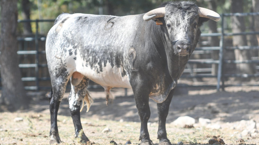 Novillo de Flor de Jara