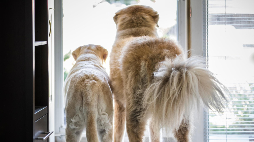 Dos perros mueven la cola en la puerta de casa