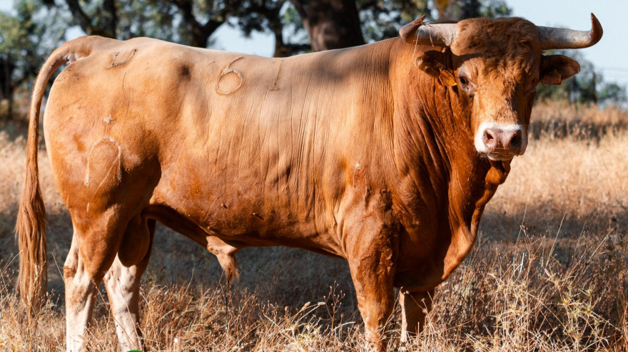 Uno de los novillos de La Purísima reseñados para Bilbao