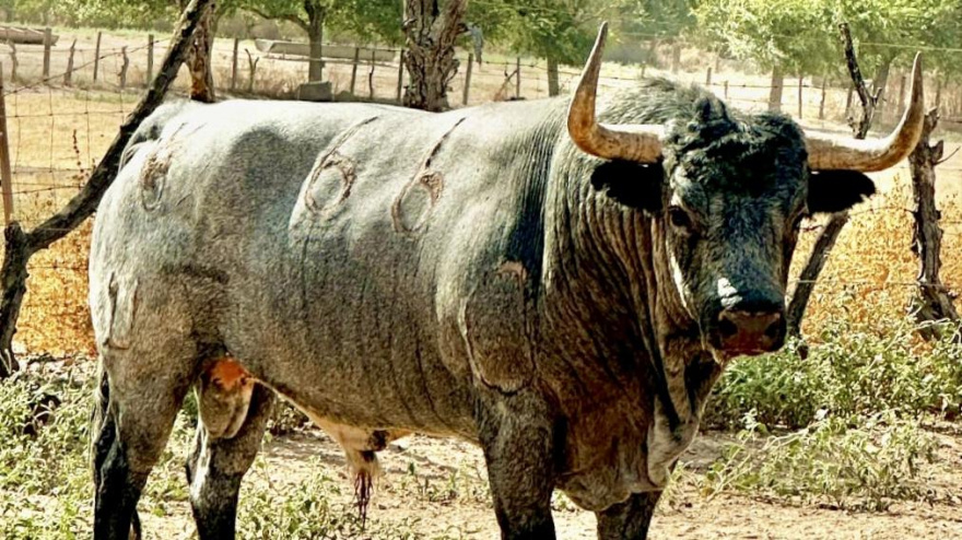 Uno de los toros de Pallarés reseñados para Sotillo de la Adrada (Ávila)