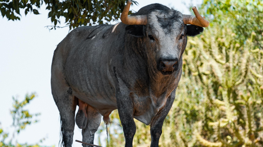 Los toros de La Quinta para Bilbao