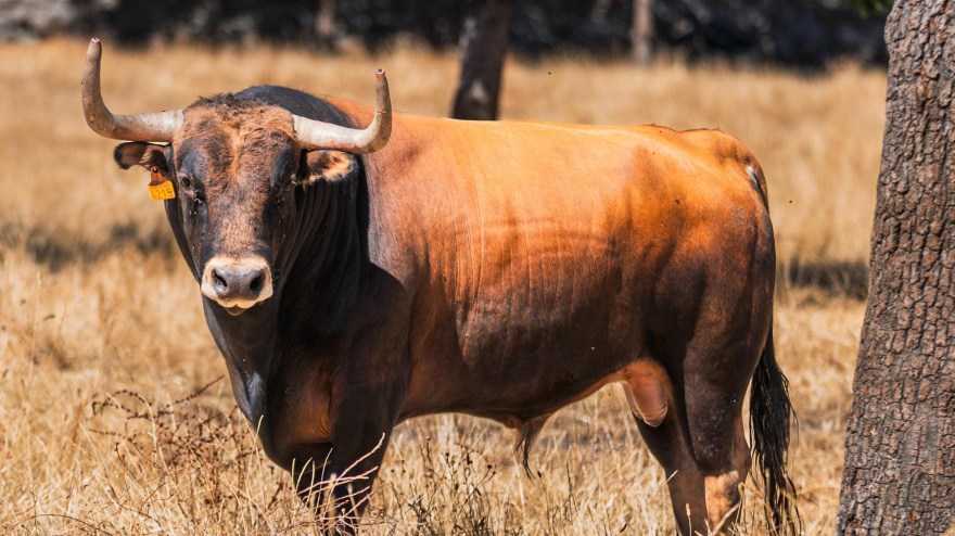 Los toros de Victoriano del Río para Bilbao