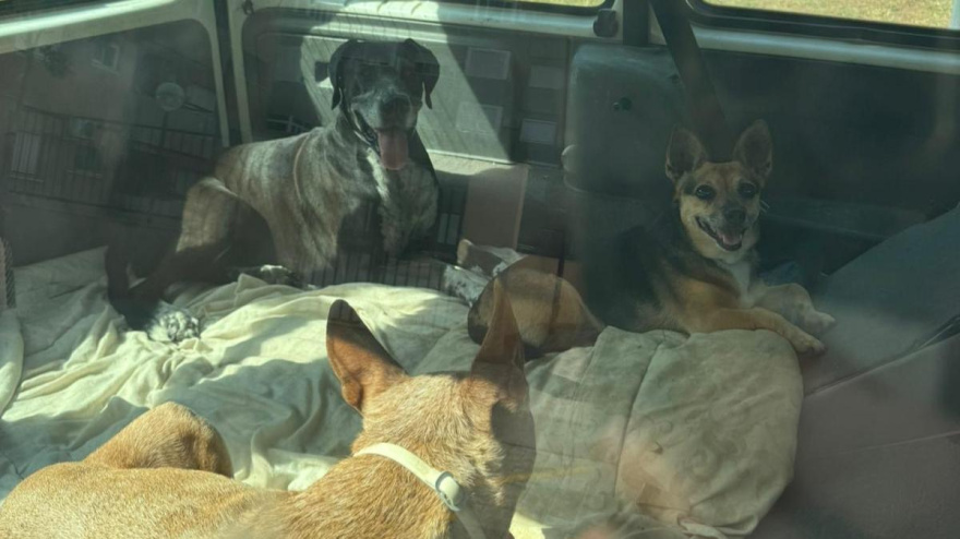 Perros en el interior del vehículo