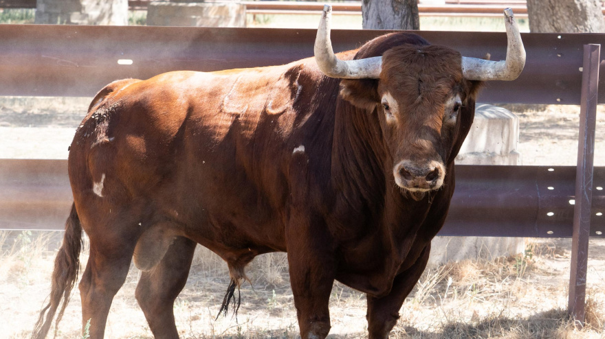 Los toros de Garcigrande para Bilbao
