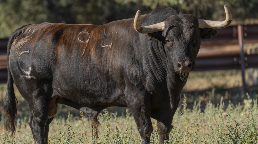 'Saltavallas', de la ganadería de Garcigrande, Toro de la Vega 2025