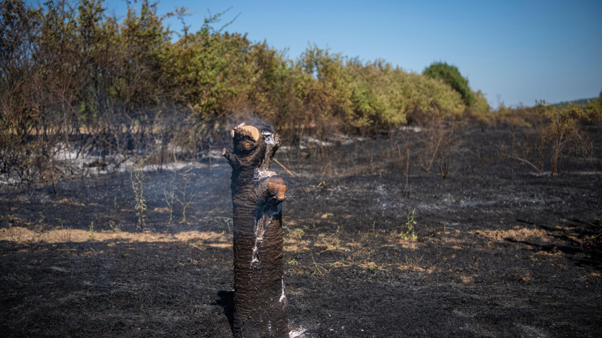 Cerezos destrozados y un campo arrasado