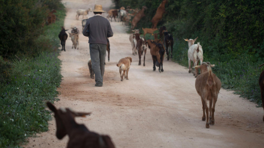Un pastor paseando al ganado