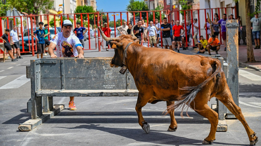 Acto taurino en las fiestas de Alcalà de Xivert
