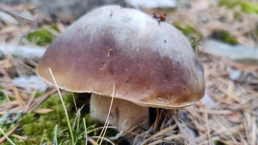 Primeras setas del otoño 2025